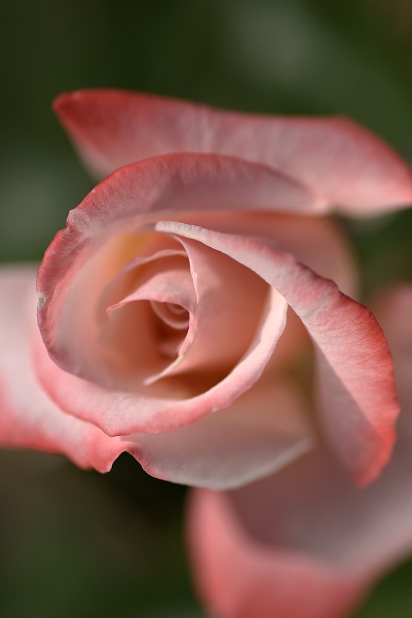 Apricot Rose by Joy Watson